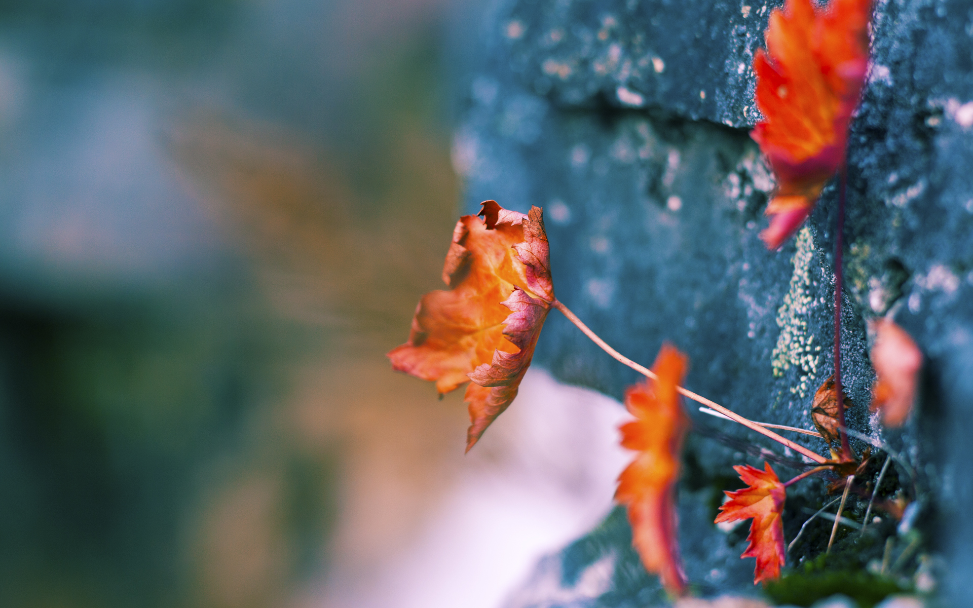 德甲踢出既有传统，又追求创新，德甲踢出既有传统,又追求创新的球员