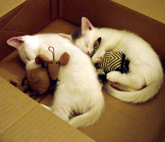 全场焦点：张伟28分火力全开，带领球队获胜！，张伟 20年